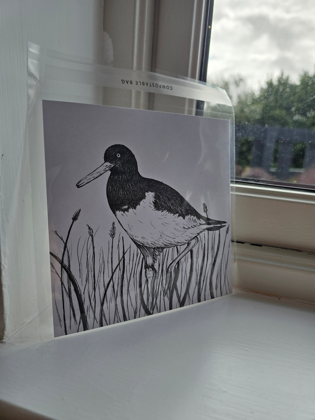 Oystercatcher Pen and Ink Drawing Print