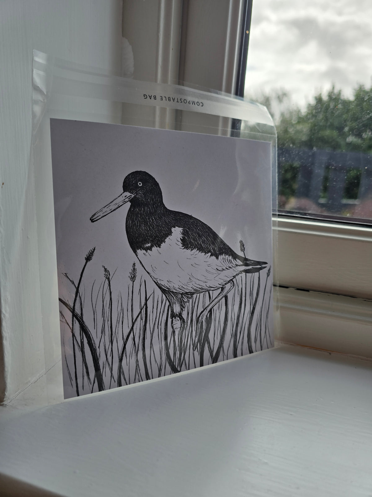 Oystercatcher Pen and Ink Drawing Print