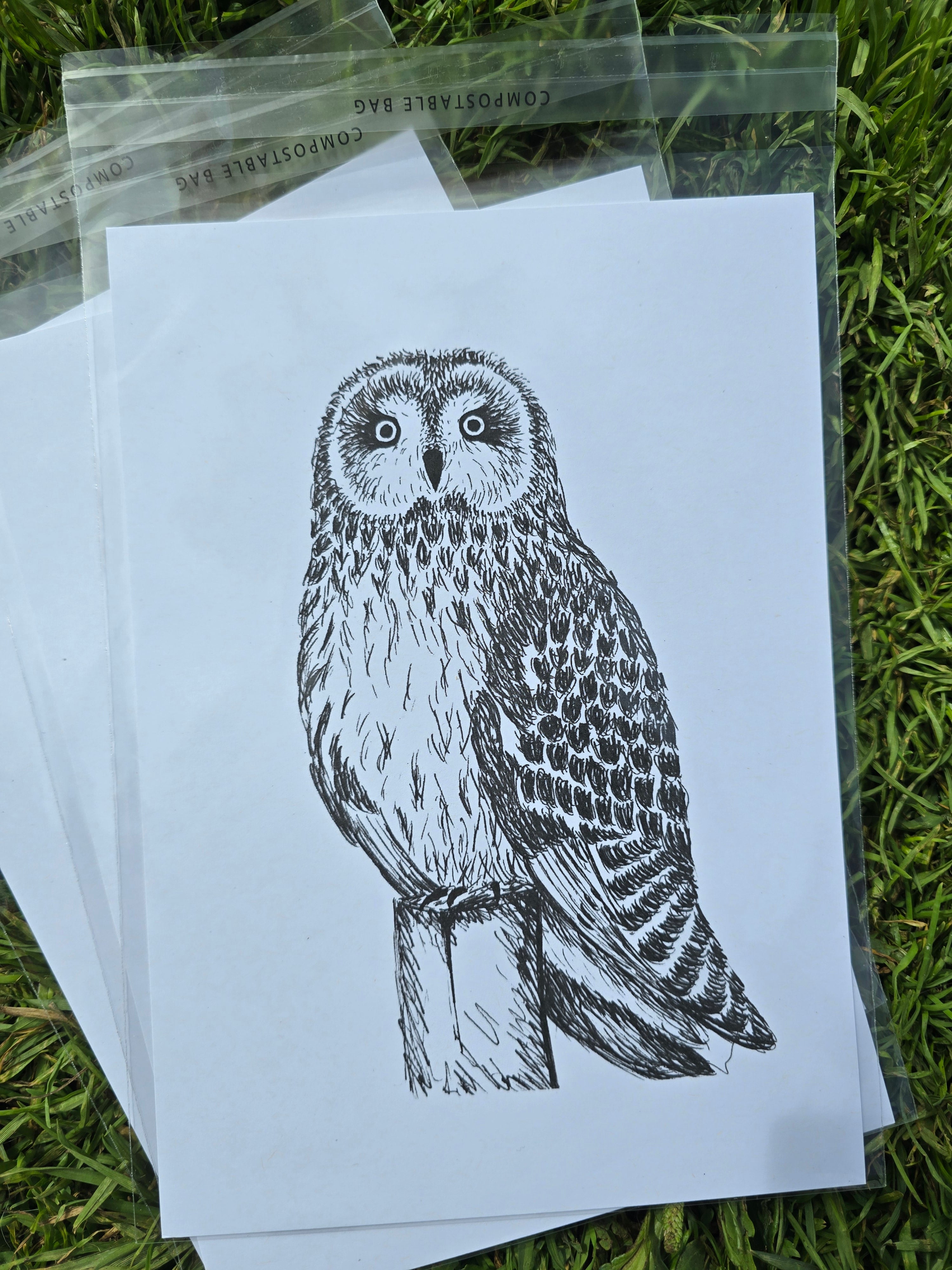 Short Eared Owl Pen and Ink Drawing