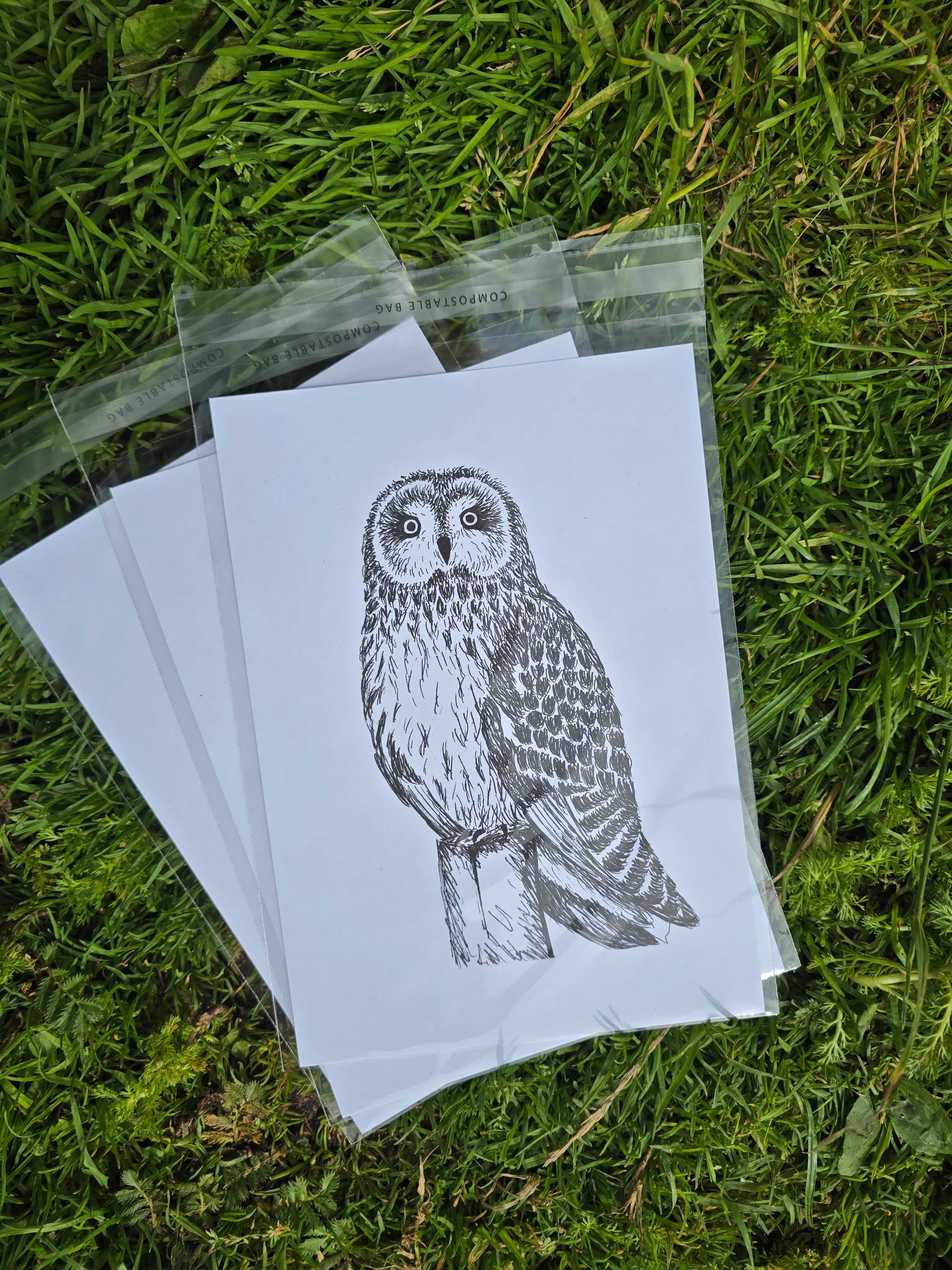 Short Eared Owl Pen and Ink Drawing