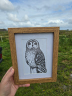 Short Eared Owl Pen and Ink Drawing