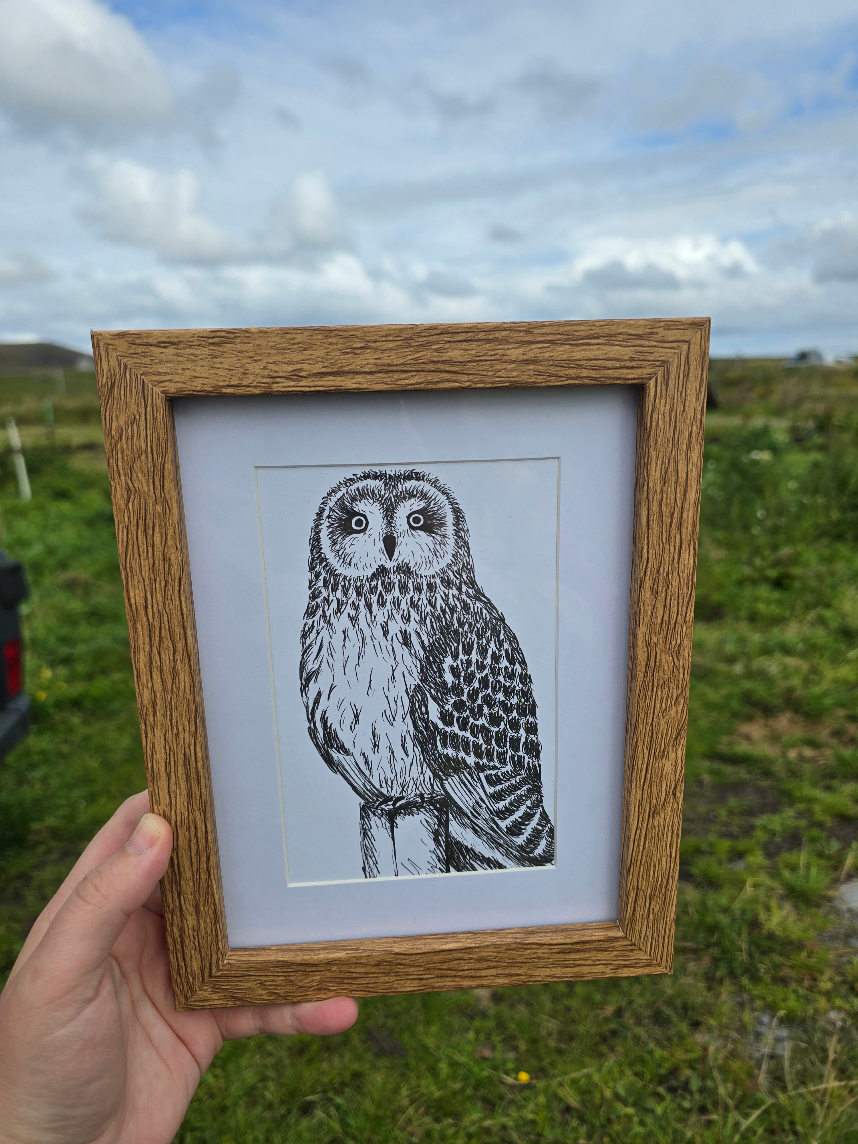 Short Eared Owl Pen and Ink Drawing