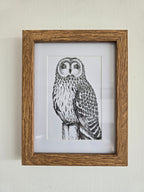 Short Eared Owl Pen and Ink Drawing