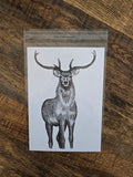 North Uist Red Deer Print (Pre Order)