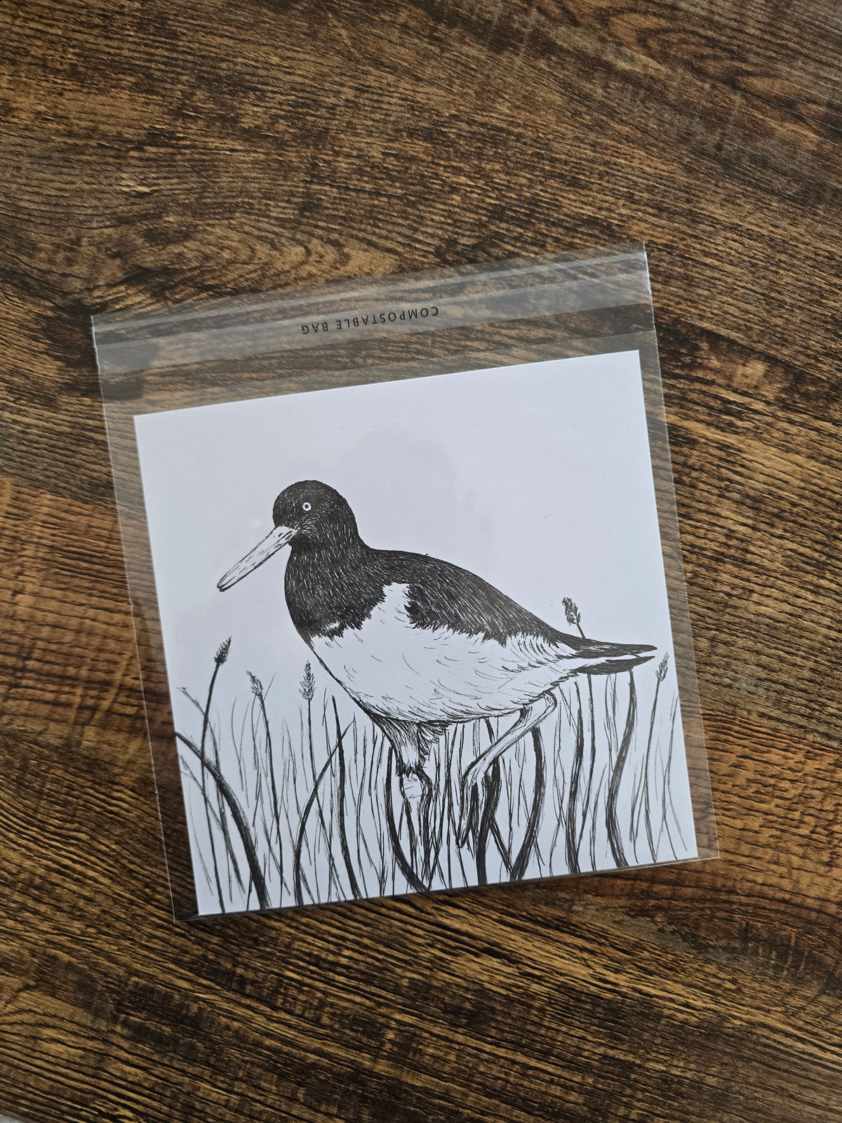 Oystercatcher Pen and Ink Drawing Print
