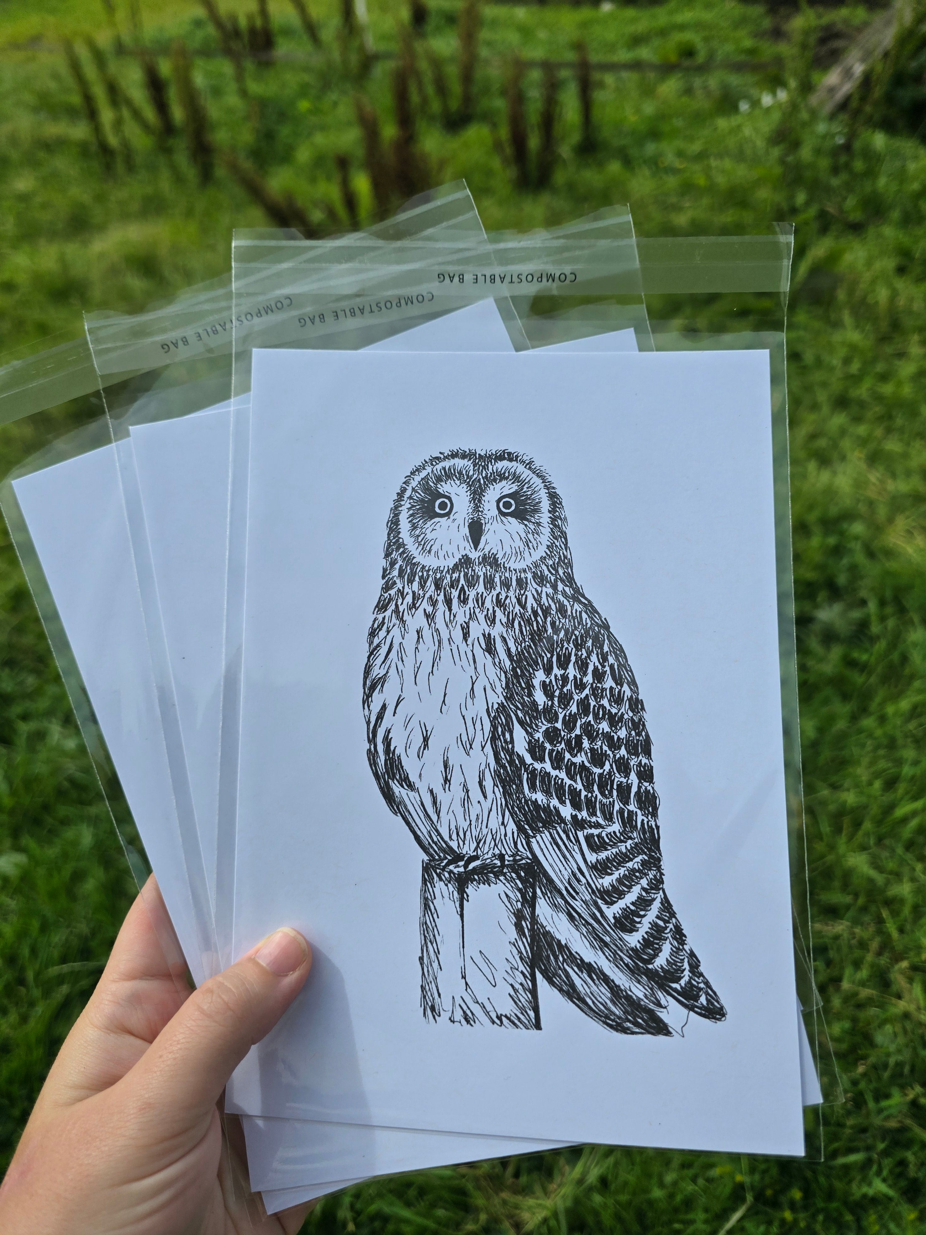 Short Eared Owl Pen and Ink Drawing