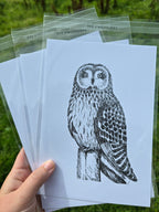 Short Eared Owl Pen and Ink Drawing