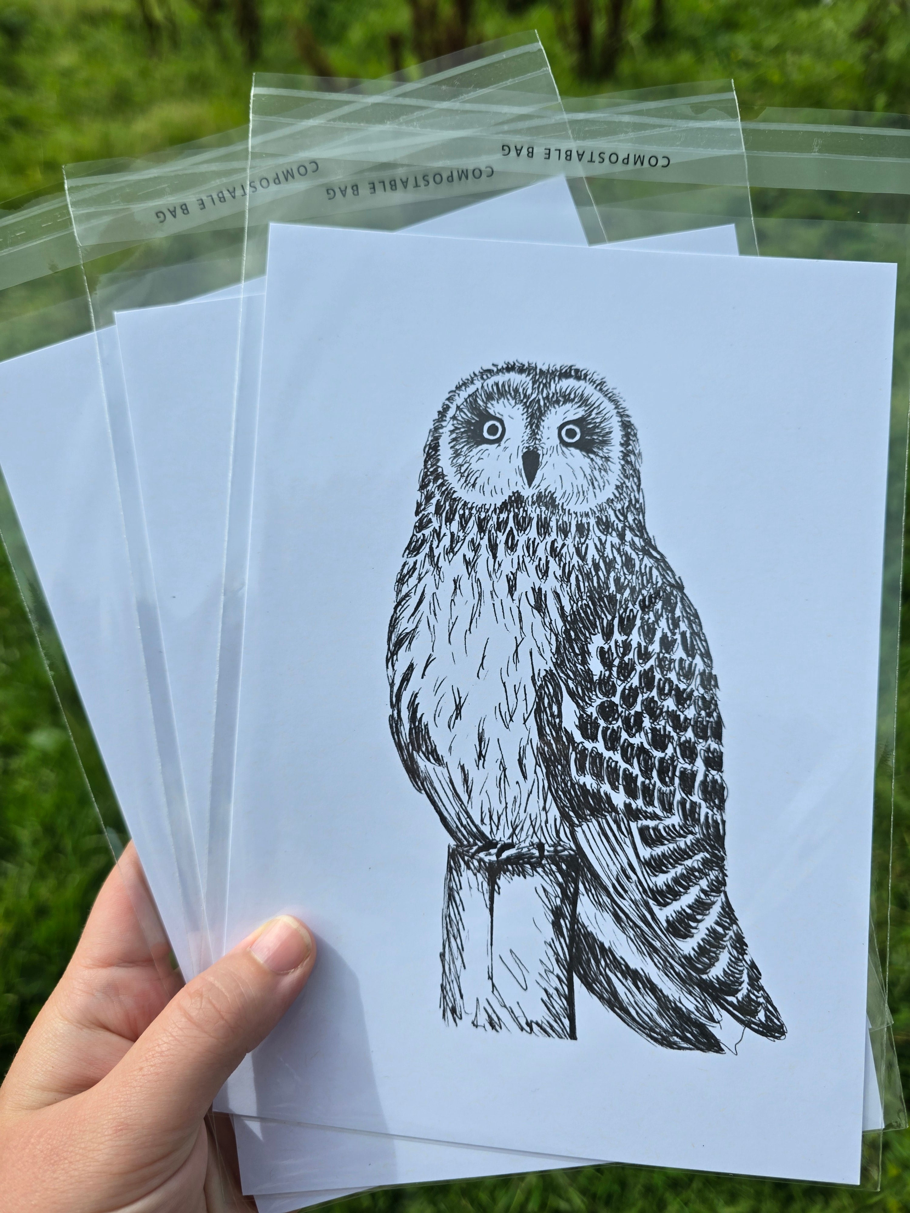 Short Eared Owl Pen and Ink Drawing