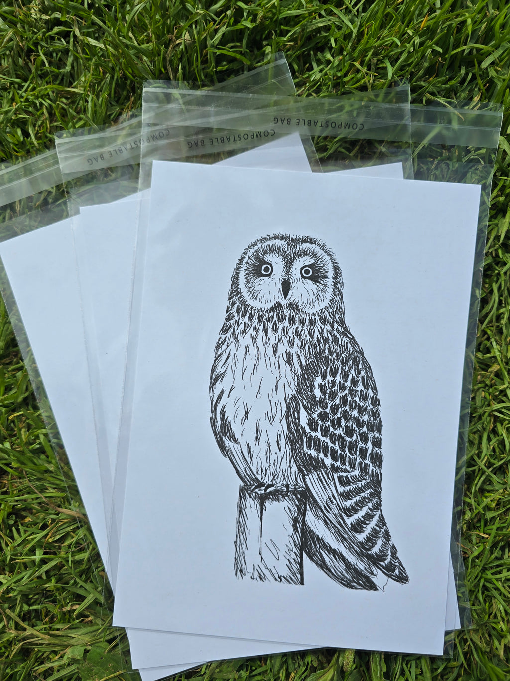 Short Eared Owl Pen and Ink Drawing