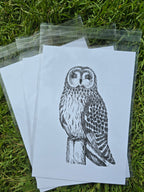 Short Eared Owl Pen and Ink Drawing