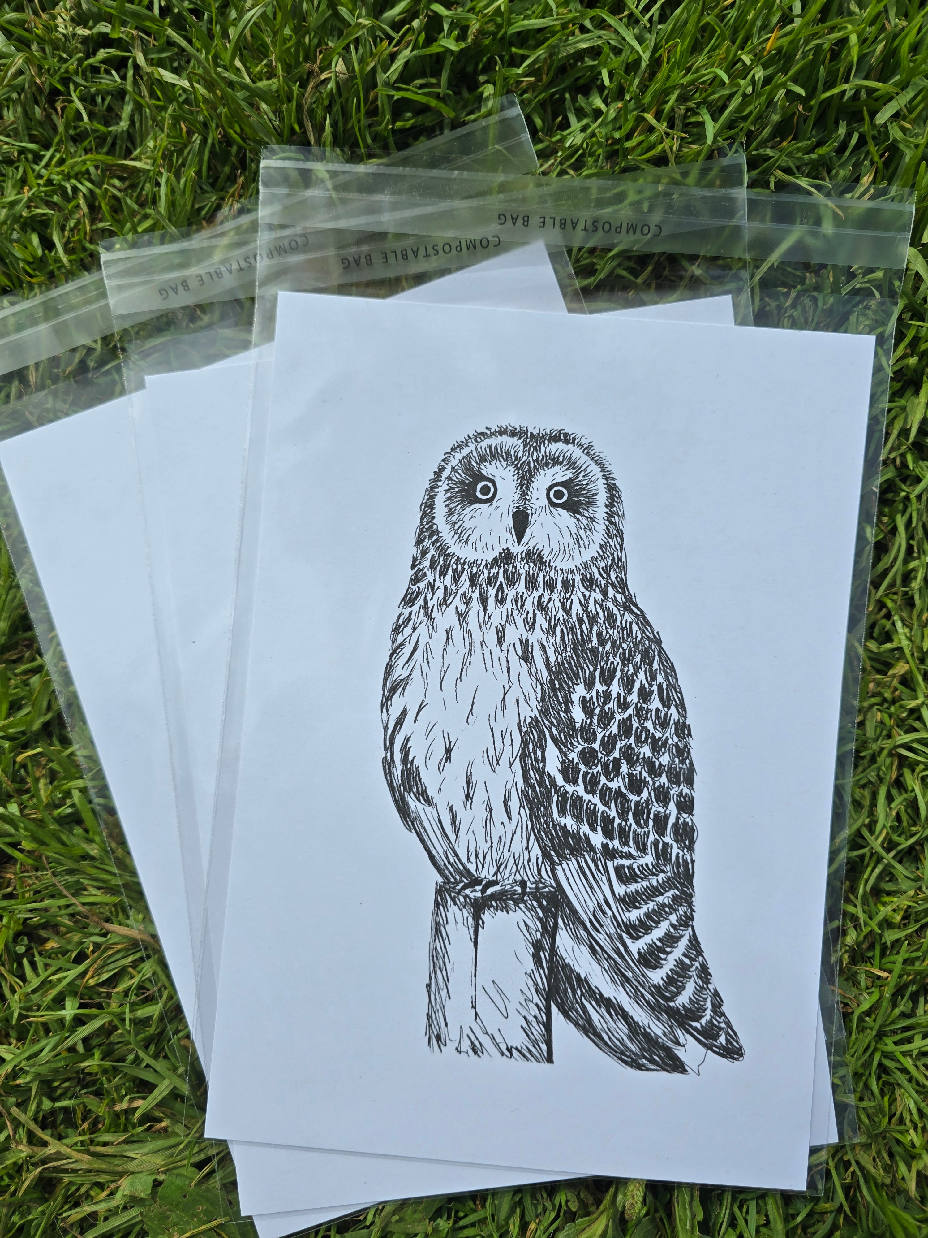 Short Eared Owl Pen and Ink Drawing