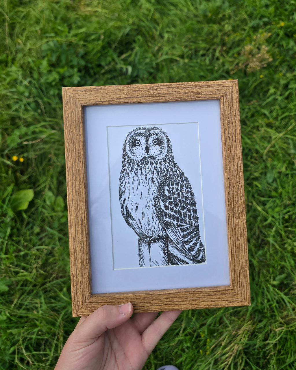 Short Eared Owl Pen and Ink Drawing