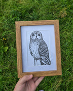 Short Eared Owl Pen and Ink Drawing